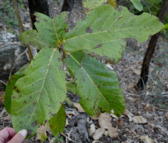 Gmelina dalrympleana