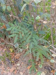 Gleditsia triacanthos