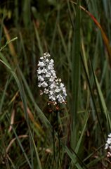 Platanthera nivea
