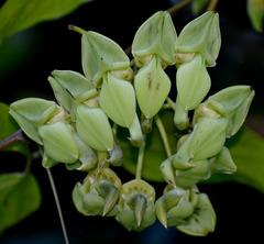 Mucuna gigantea