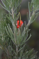 Adenanthos sericeus