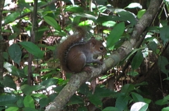 Sciurus deppei