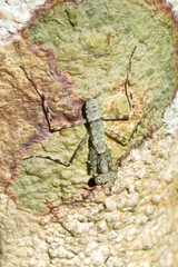 Liturgusa