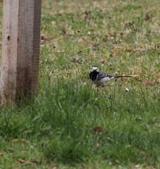 Motacilla alba alba