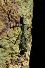 Liturgusa