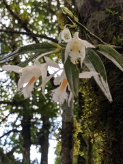 Dendrobium longicornu