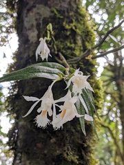 Dendrobium longicornu