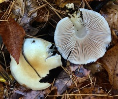 Hygrophorus flavodiscus