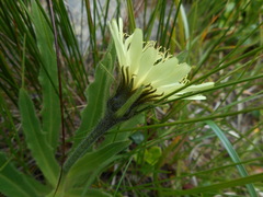 Schlagintweitia intybacea
