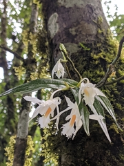 Dendrobium longicornu