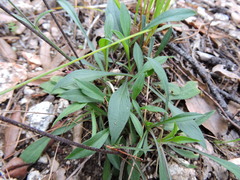Silene laciniata laciniata