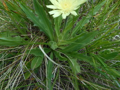 Schlagintweitia intybacea