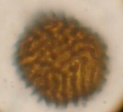 Fossombronia wondraczekii