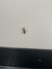 Pterygota