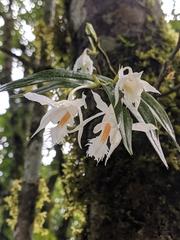 Dendrobium longicornu