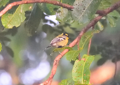 Machlolophus aplonotus