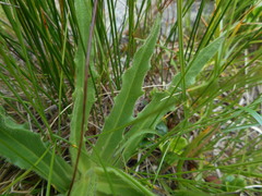 Schlagintweitia intybacea