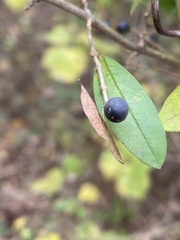 Ligustrum obtusifolium