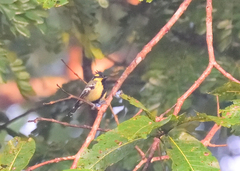 Machlolophus aplonotus