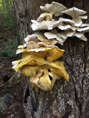 Physarum polycephalum