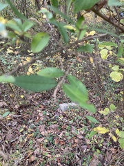 Ligustrum obtusifolium