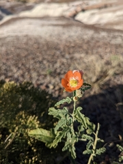 Sphaeralcea incana