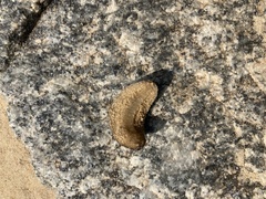 Gastropoda