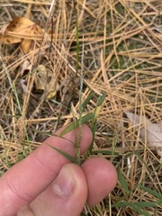 Muhlenbergia schreberi