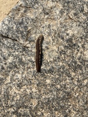 Gastropoda