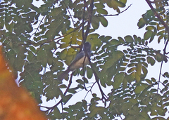 Dicrurus caerulescens