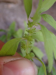 Parietaria