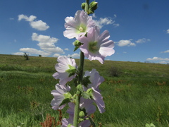 Alcea pallida
