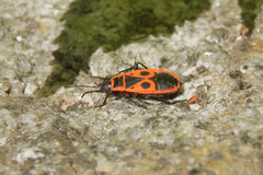 Pyrrhocoris apterus