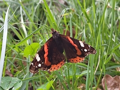 Vanessa atalanta atalanta