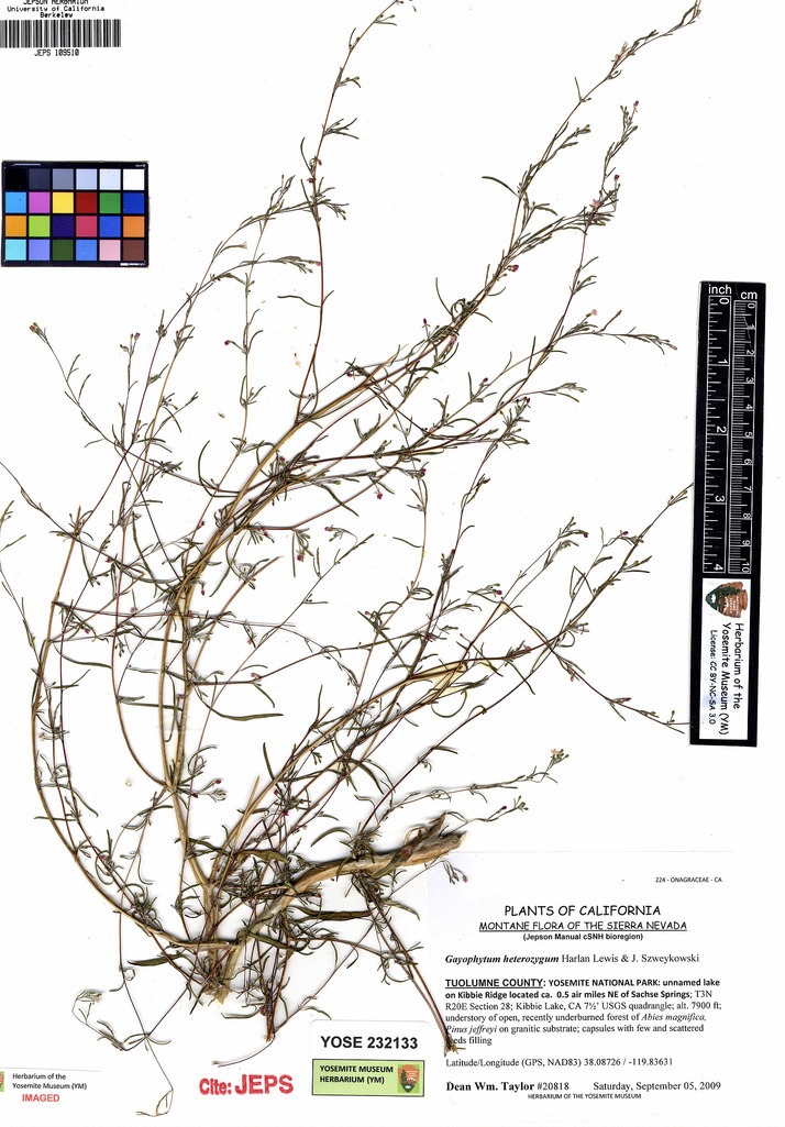 Gayophytum heterozygum