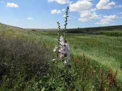 Alcea pallida