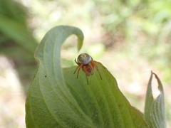 Araniella displicata