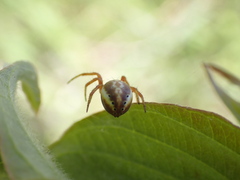 Araniella displicata