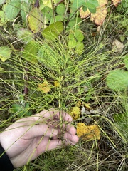 Equisetum fluviatile