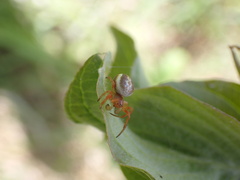 Araniella displicata