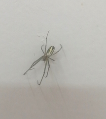 Leucauge argyrobapta