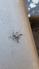 Acanthocephala terminalis