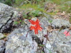 Silene laciniata laciniata
