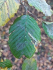 Phyllonorycter esperella
