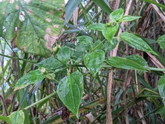 Arthrostemma ciliatum