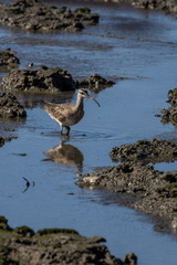 Numenius phaeopus hudsonicus