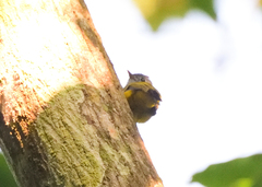 Culicicapa ceylonensis