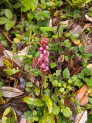 Satyrium nepalense