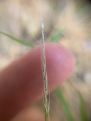 Muhlenbergia schreberi