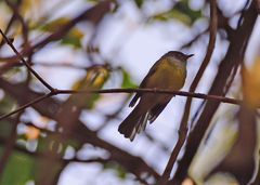 Culicicapa ceylonensis